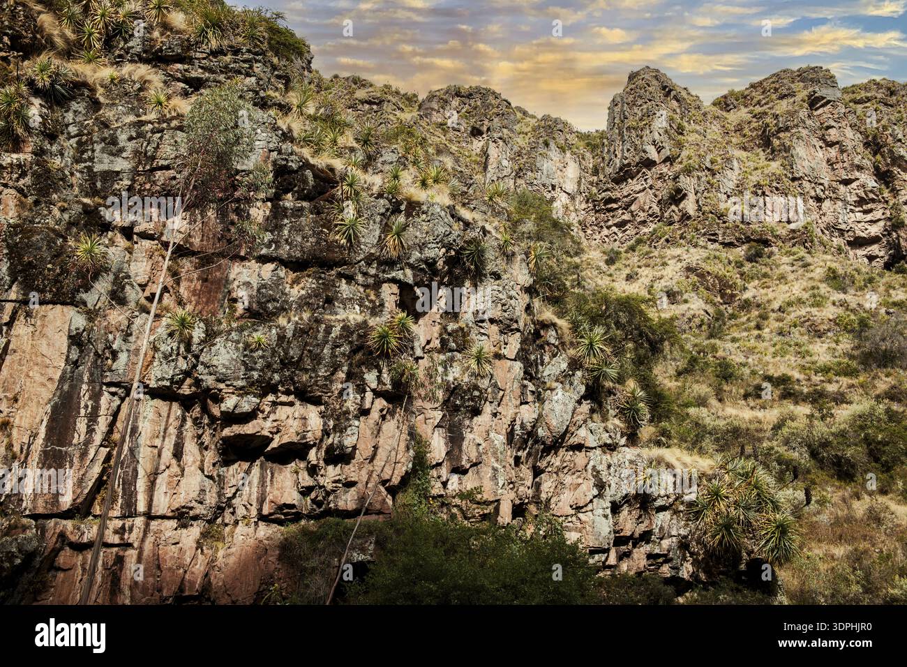 Roches recouvertes de broméliades, à Huchuy Qosco, vallée d'Urubamba, Cusco, Pérou Banque D'Images