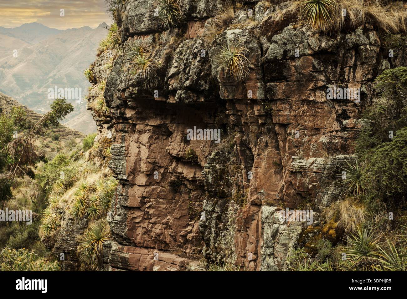 Roches recouvertes de broméliades, à Huchuy Qosco, vallée d'Urubamba, Cusco, Pérou Banque D'Images