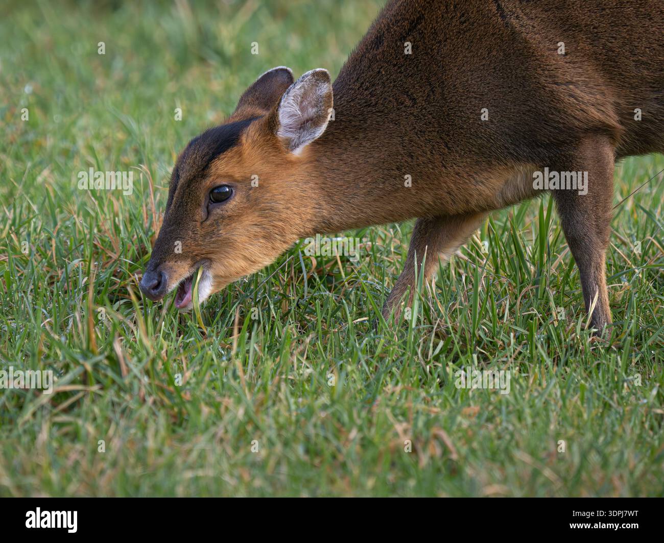 Cerf Muntjac (Muntiacus reevesi) pâturant dans les prairies, Wicken, Cambridgeshire, Angleterre Banque D'Images