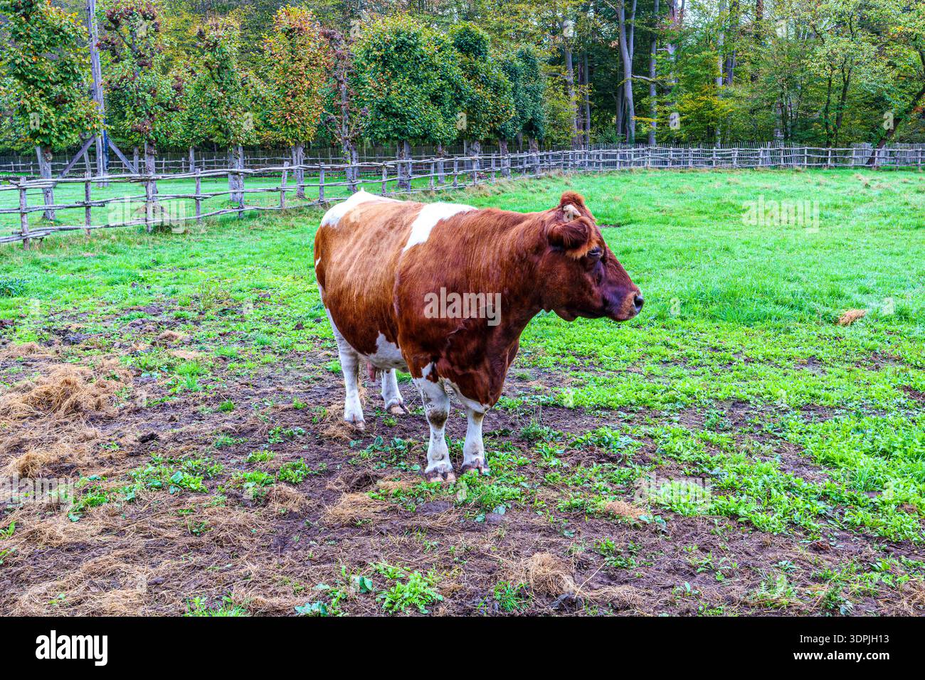 Vache à fourrure brun foncé avec des taches et des pattes blanches, terrain vert herbeux à la ferme, poteaux de clôture en bois et arbres avec des feuilles vert jaunâtre dans le backgroun Banque D'Images