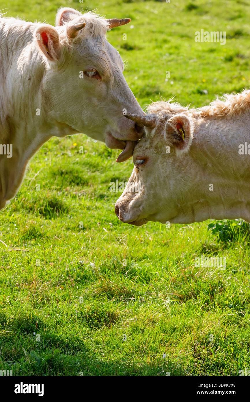 Vache léchant une autre vache sur un pré Banque D'Images