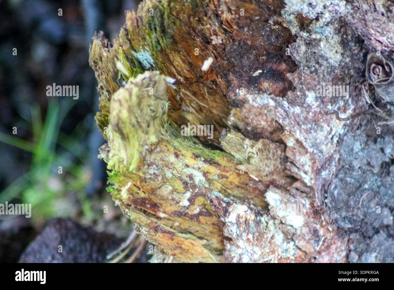 Gros plan d'écorce d'arbre altérée et en décomposition présentant des textures rugueuses, des taches de mousse verte et un lichen pâle. Banque D'Images