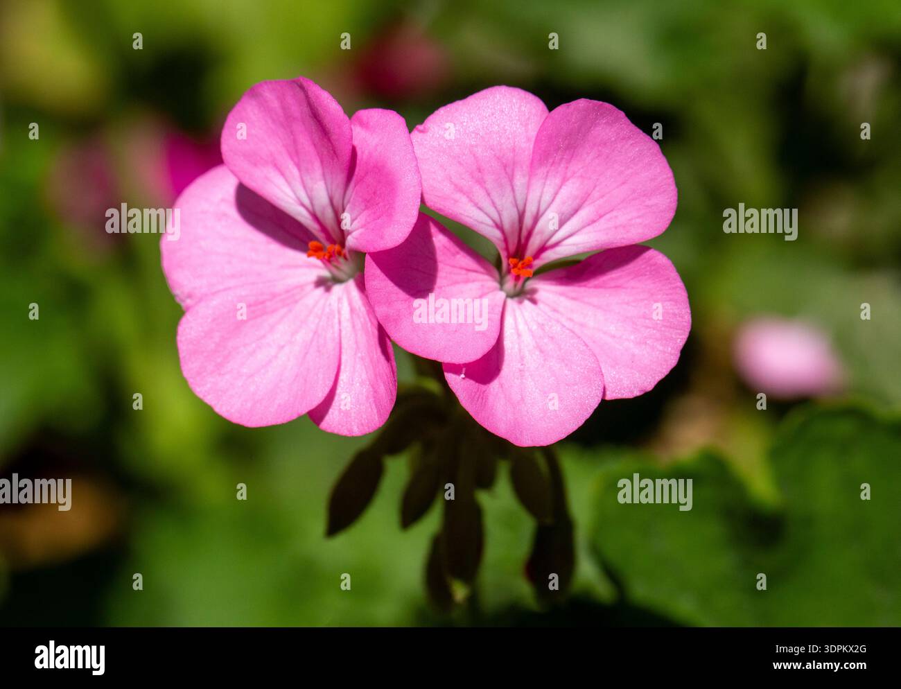 Géraniums roses dans le jardin Banque D'Images