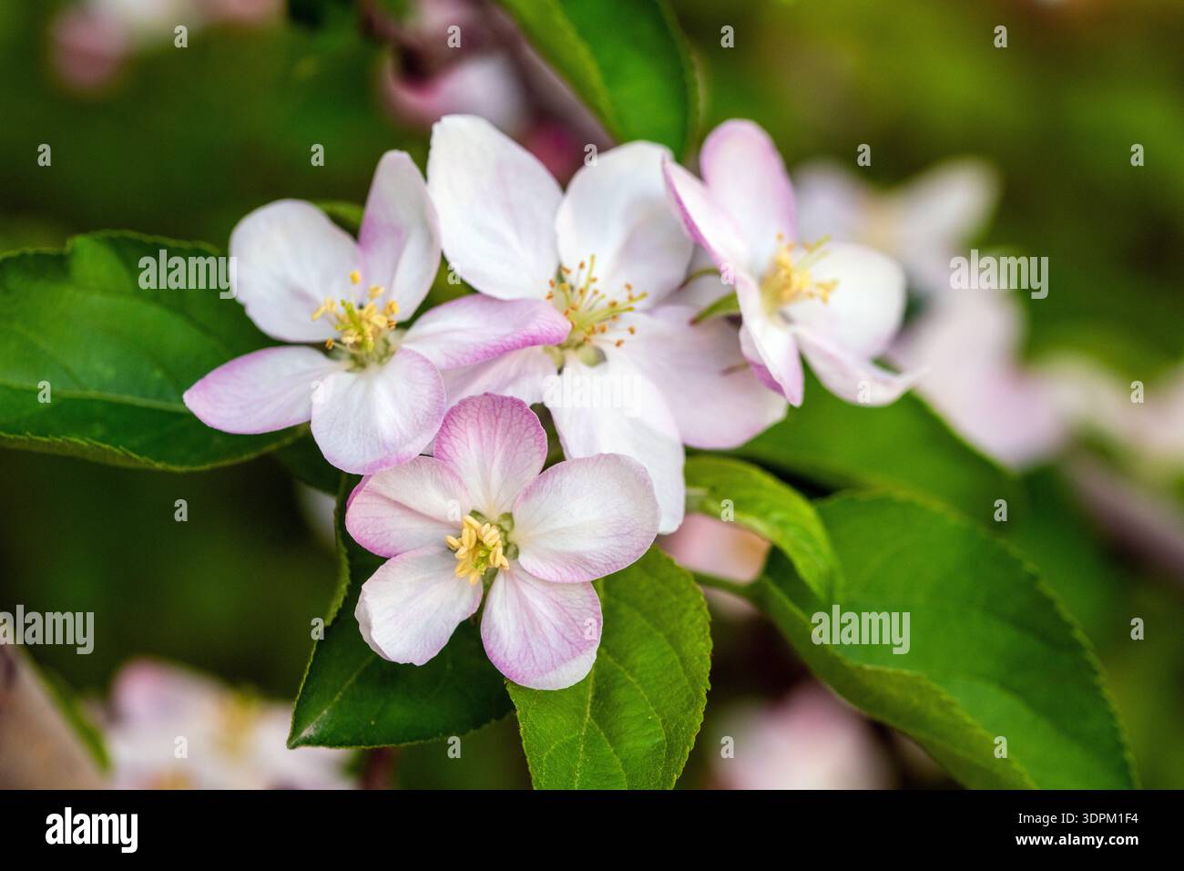 Gros plan sur Apple Blossom Flowers Banque D'Images