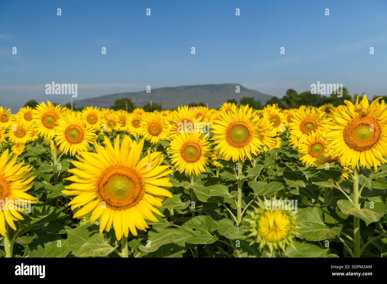 Tournesols jaunes vifs fleurissant dans un large champ avec des feuilles vertes, un paysage de montagne et un ciel bleu clair en arrière-plan. Idéal pour commercial US Banque D'Images