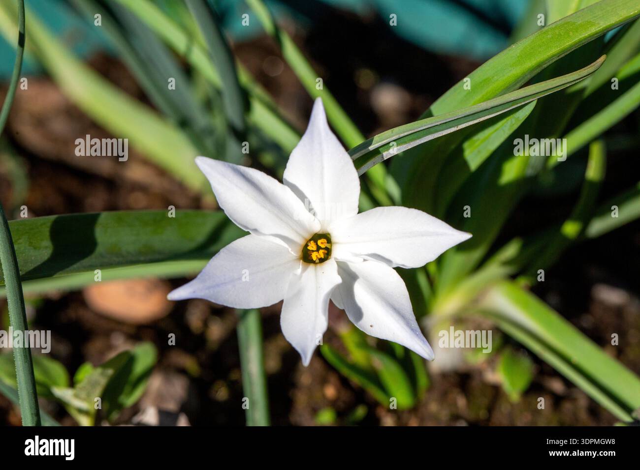 Gros plan de fleur de printemps blanche Ipheion uniflorum Banque D'Images
