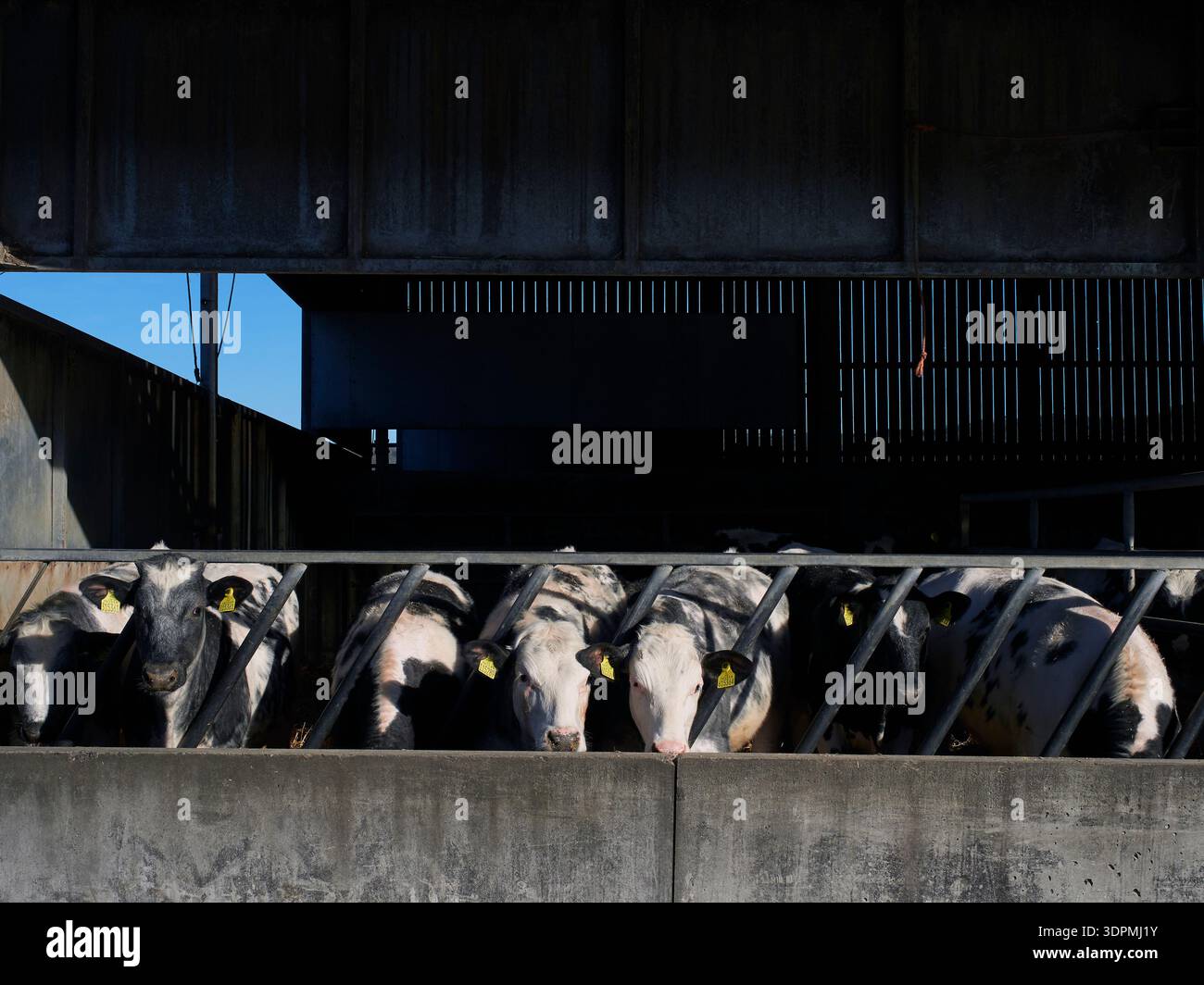 Troupeau de vaches dans un hangar à vaches, Devon Banque D'Images