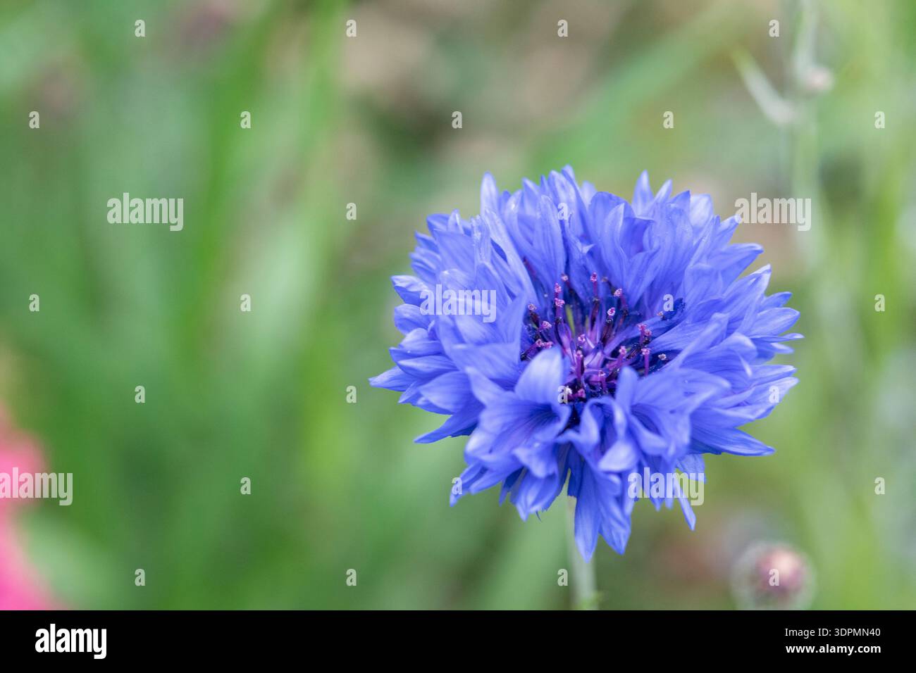 Bleuet Centaurea cyanus, en fleur, Nottinghamshire, juin Banque D'Images
