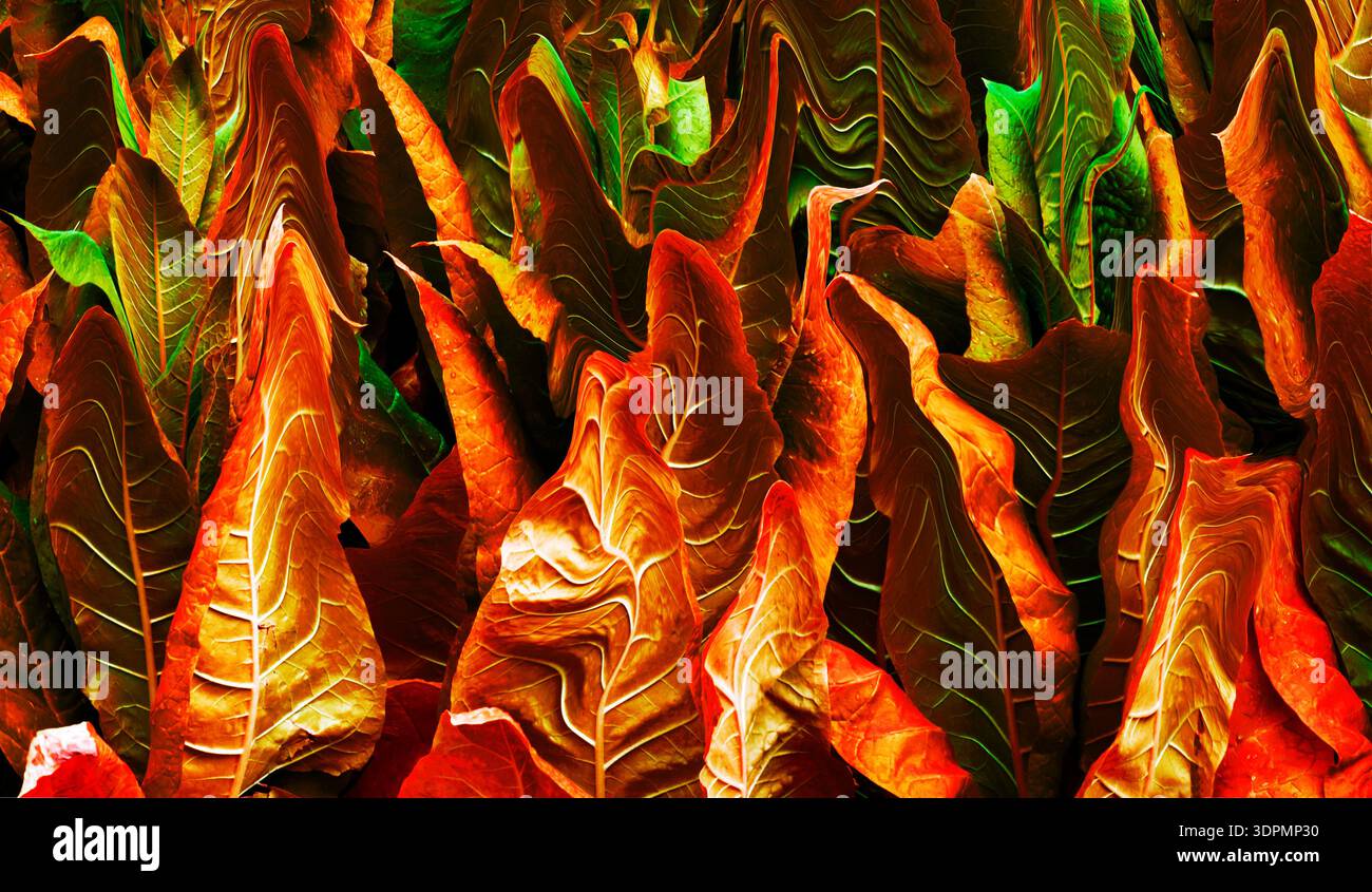 Un style de peinture abstrait de feuilles de tabac. La forme des feuilles a été déformée de manière créative pour créer un intérêt visuel. Banque D'Images