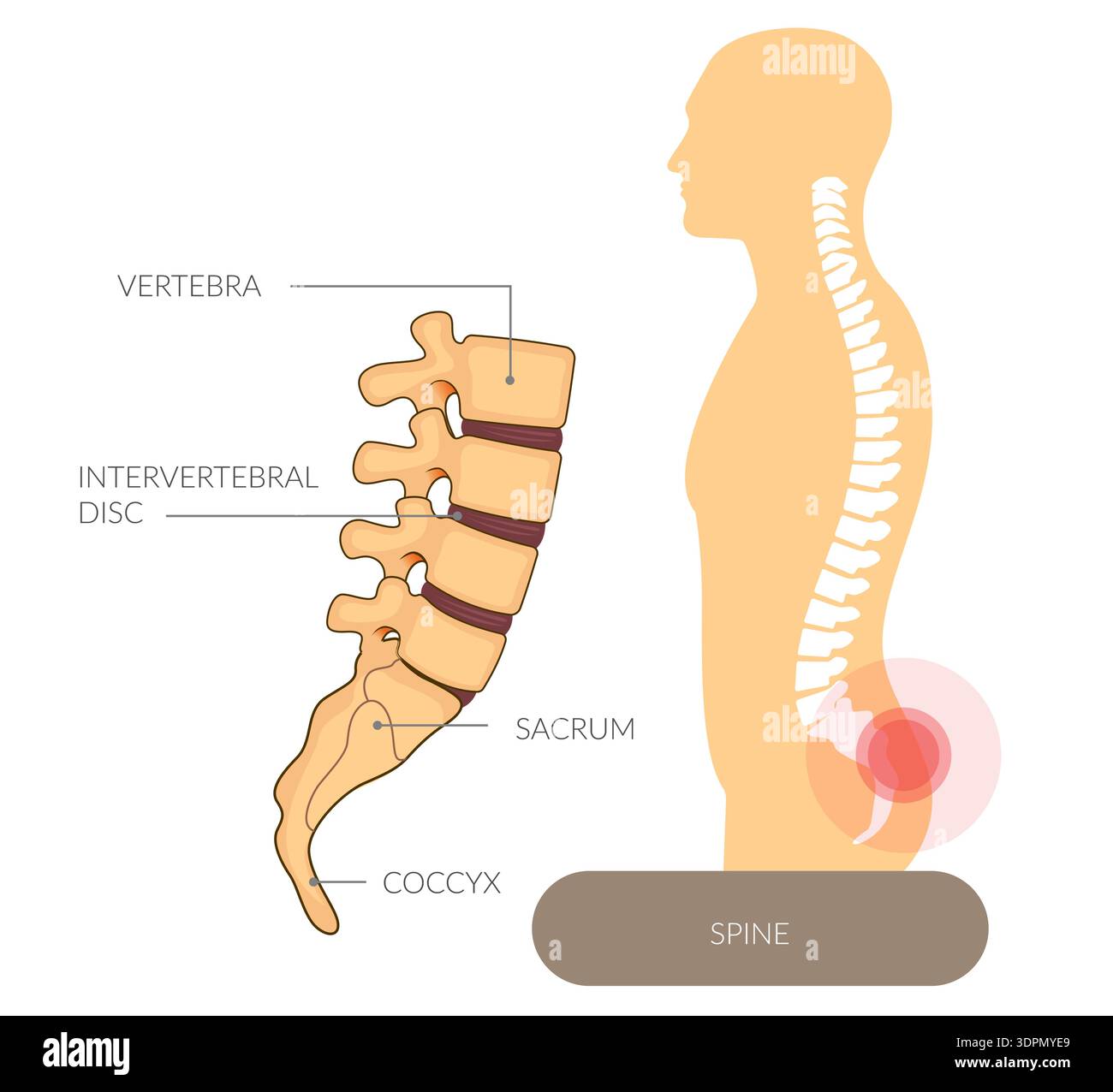 Bonne posture - anatomie saine de la colonne vertébrale - illustration stock en tant que fichier EPS 10 Illustration de Vecteur