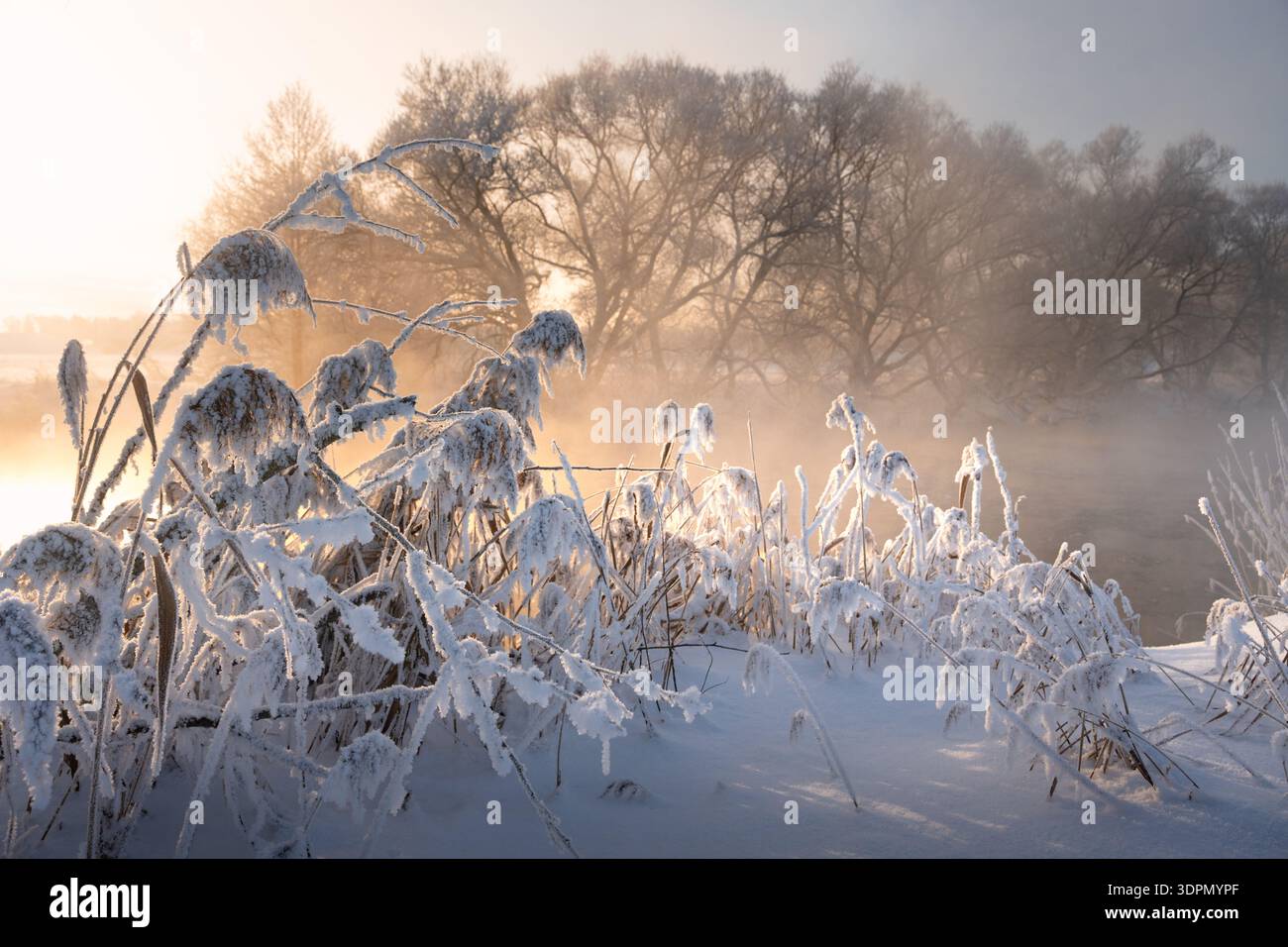 Superbe scène hivernale avec de hautes herbes jaune dorées le long d'une rivière, brillante à la lumière chaude du soleil. Le rivage blanc enneigé contraste avec vib Banque D'Images