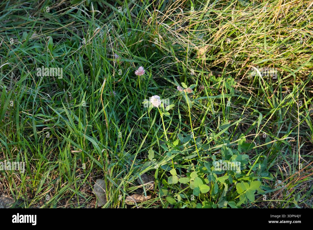 Herbe verte avec petit trèfle en fleurs dispersé parmi elle. Végétation d'été fraîche couvrant le sol, fond de prairie naturel avec texture douce an Banque D'Images