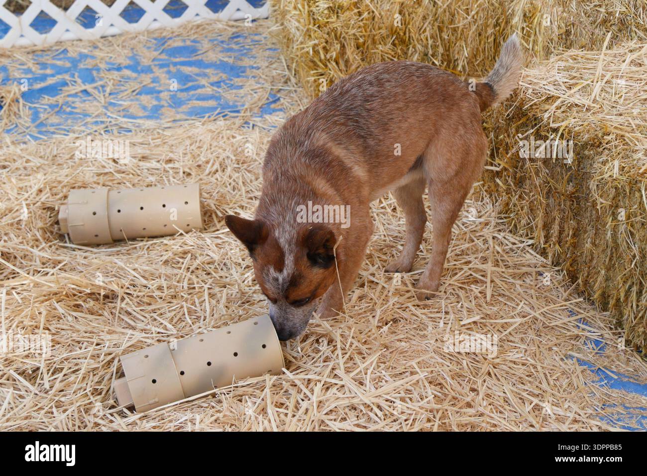 Chien bovin à la recherche d'un rat dans un tube au cours d'un test d'instinct Banque D'Images