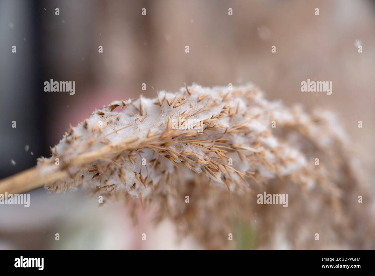 Tête de graines de roseau commun (Phragmites australis) saupoudrée de neige fraîche d'hiver Banque D'Images