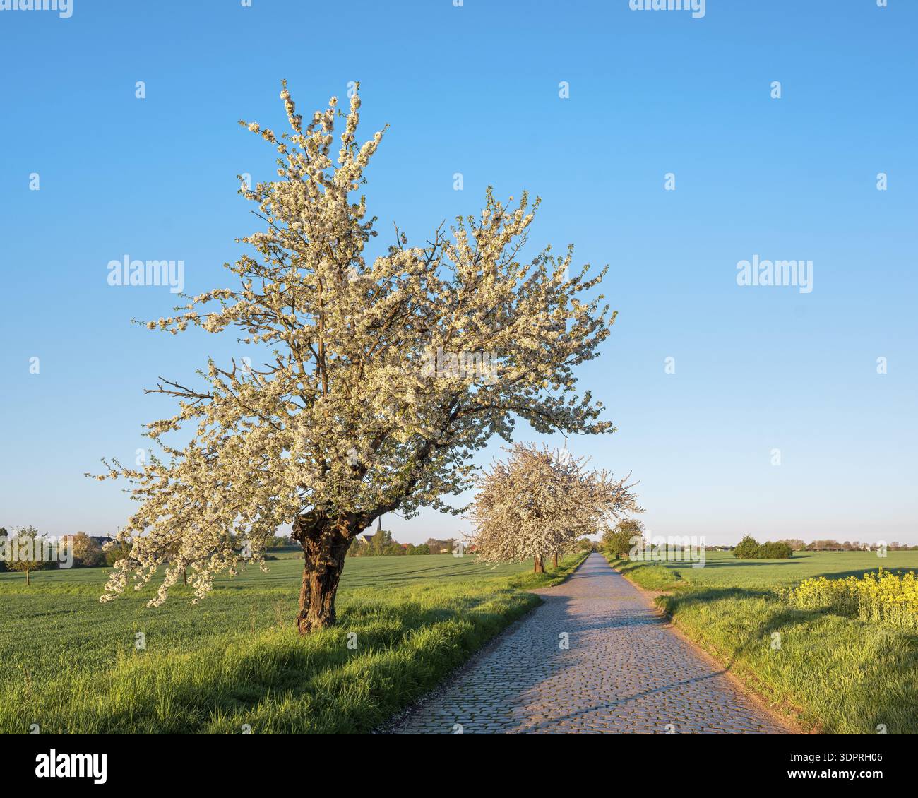 Route de campagne avec pavés à travers des champs verts bordés de cerisiers en fleurs dans la lumière du matin, près de Querfurt, Saxe-Anhalt, Allemagne Banque D'Images