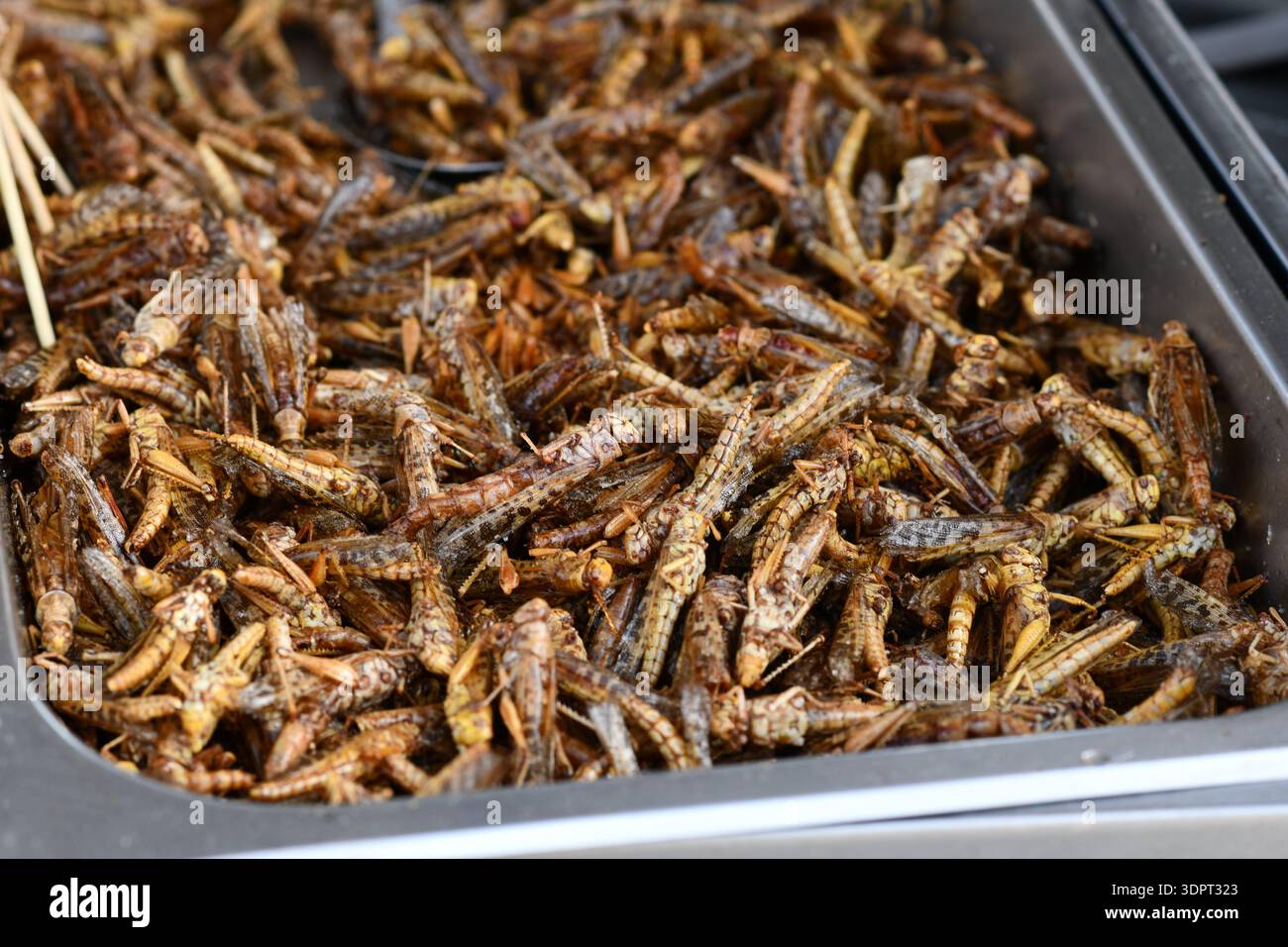 Beaucoup de sauterelles thaïlandaises grillées au marché alimentaire de rue Banque D'Images
