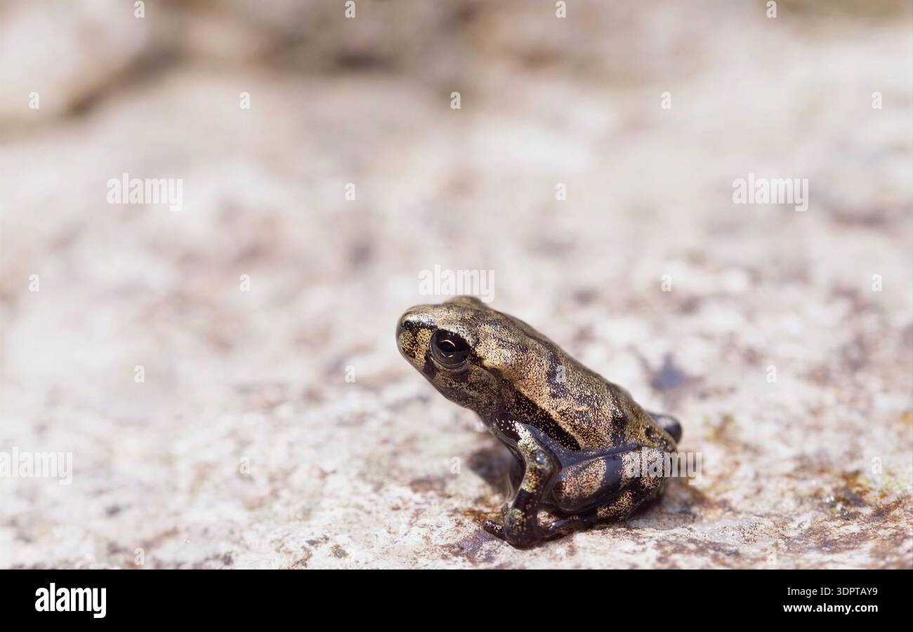 Petite grenouille brune reposant sur une surface de pierre texturée, gros plan sur la faune mettant en évidence les détails amphibiens, le camouflage naturel et la texture délicate de la peau Banque D'Images