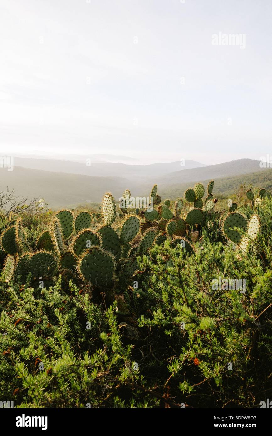Patch de cactus dans la lumière tôt le matin sur le parc d'état de la côte californienne Banque D'Images