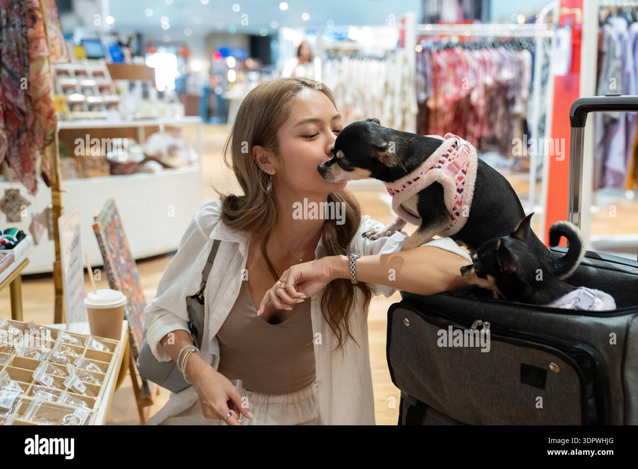 Femme avec deux chihuahuas shopping dans une boutique acceptant les animaux Banque D'Images