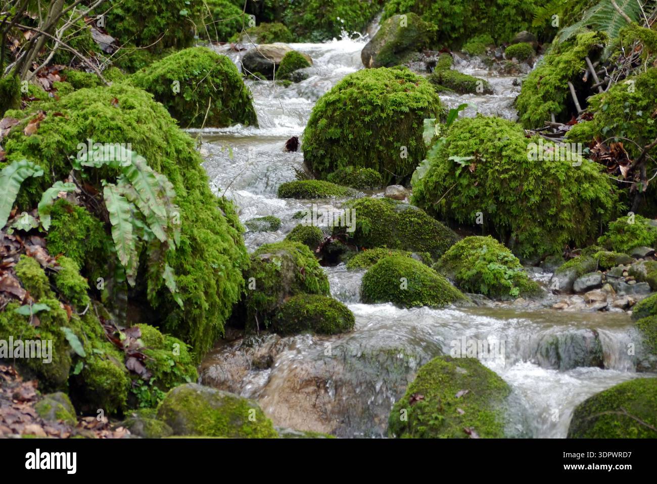 Pierres couvertes de mousse à Barden Beck près de la rivière Wharfe près de Strid Wood sur le domaine de Bolton Abbey dans le parc national des Yorkshire Dales, Angleterre, Royaume-Uni Banque D'Images