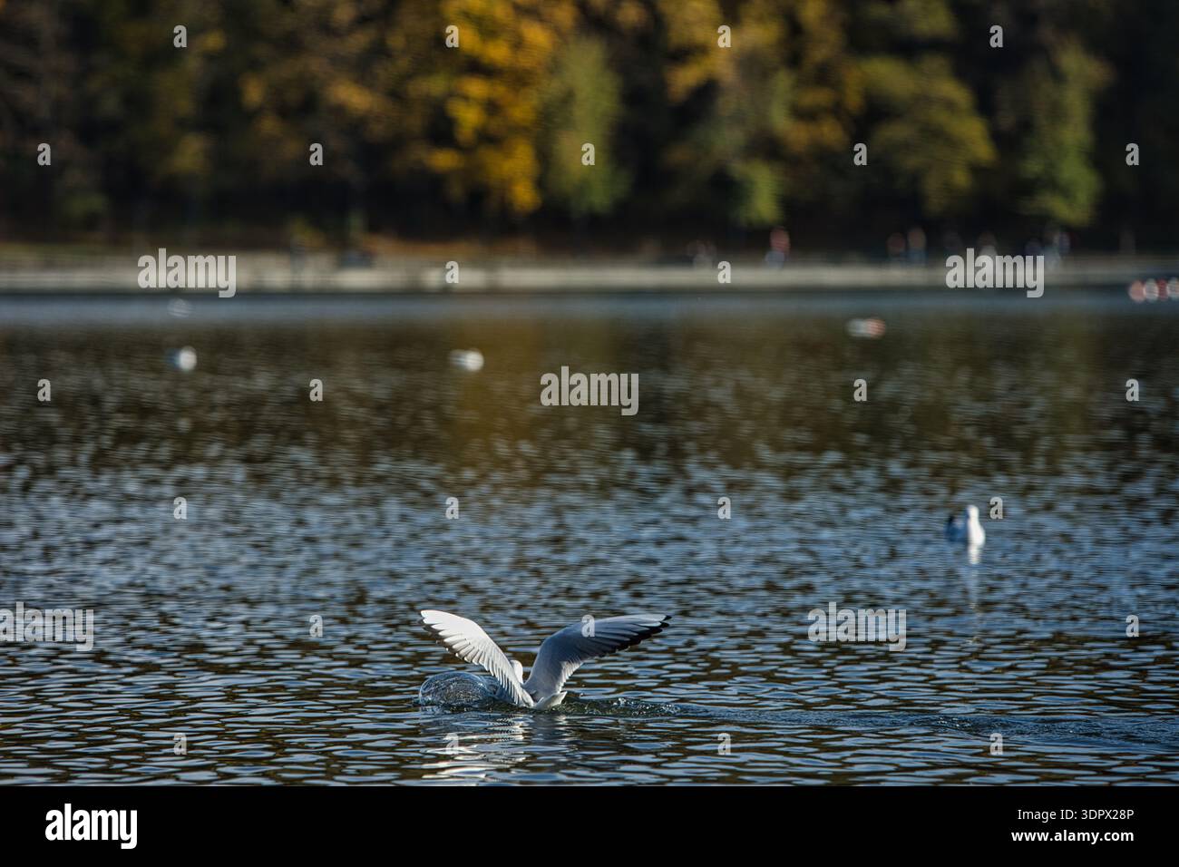 Mouettes éclaboussant sur une surface calme d'un lac avec des ailes déployées en largeur, capturant l'action dynamique de la faune sous la douce lumière du soleil du soir. Banque D'Images