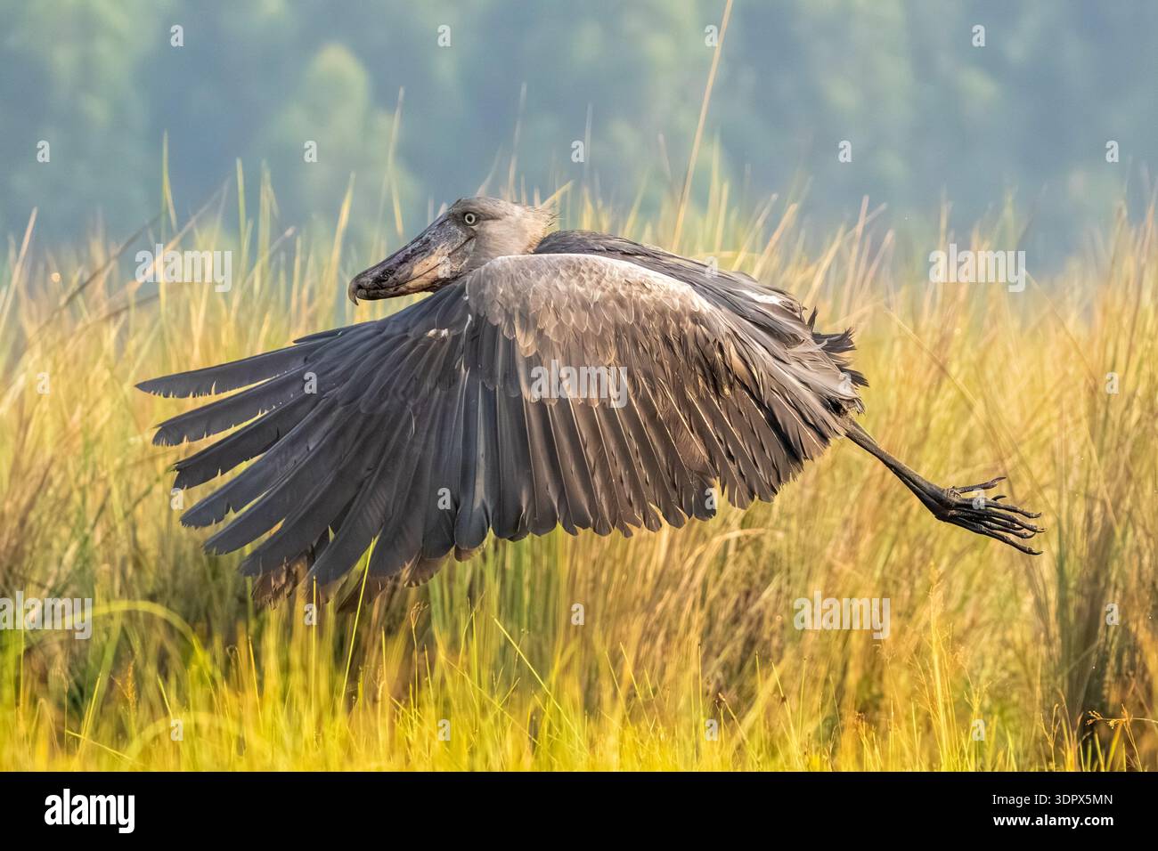 Un Shoebill rare (Balaeniceps rex) en vol, montrant son envergure massive alors qu'il glisse au-dessus des roseaux de papyrus du marais de Mabamba, Ouganda Banque D'Images
