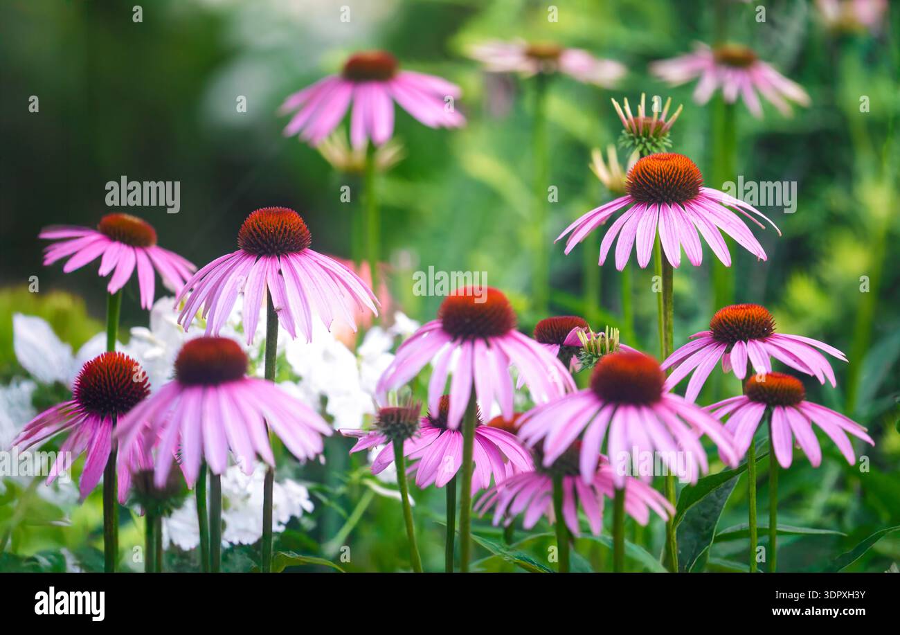 Un parterre de fleurs d'été plein d'échinecea de jardin. Banque D'Images