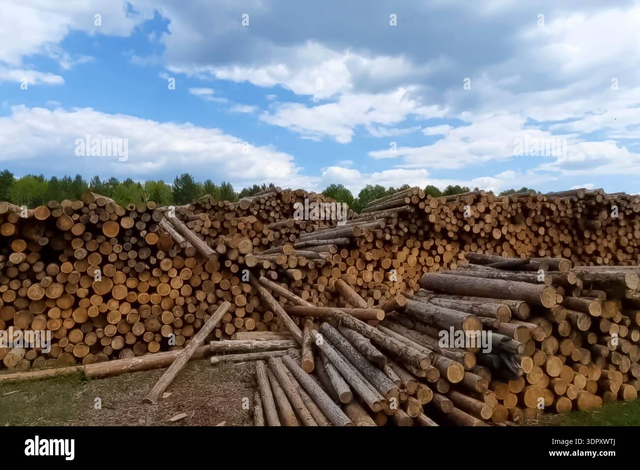 Entrepôt de rondins de pin dans le stockage en plein air. Banque D'Images