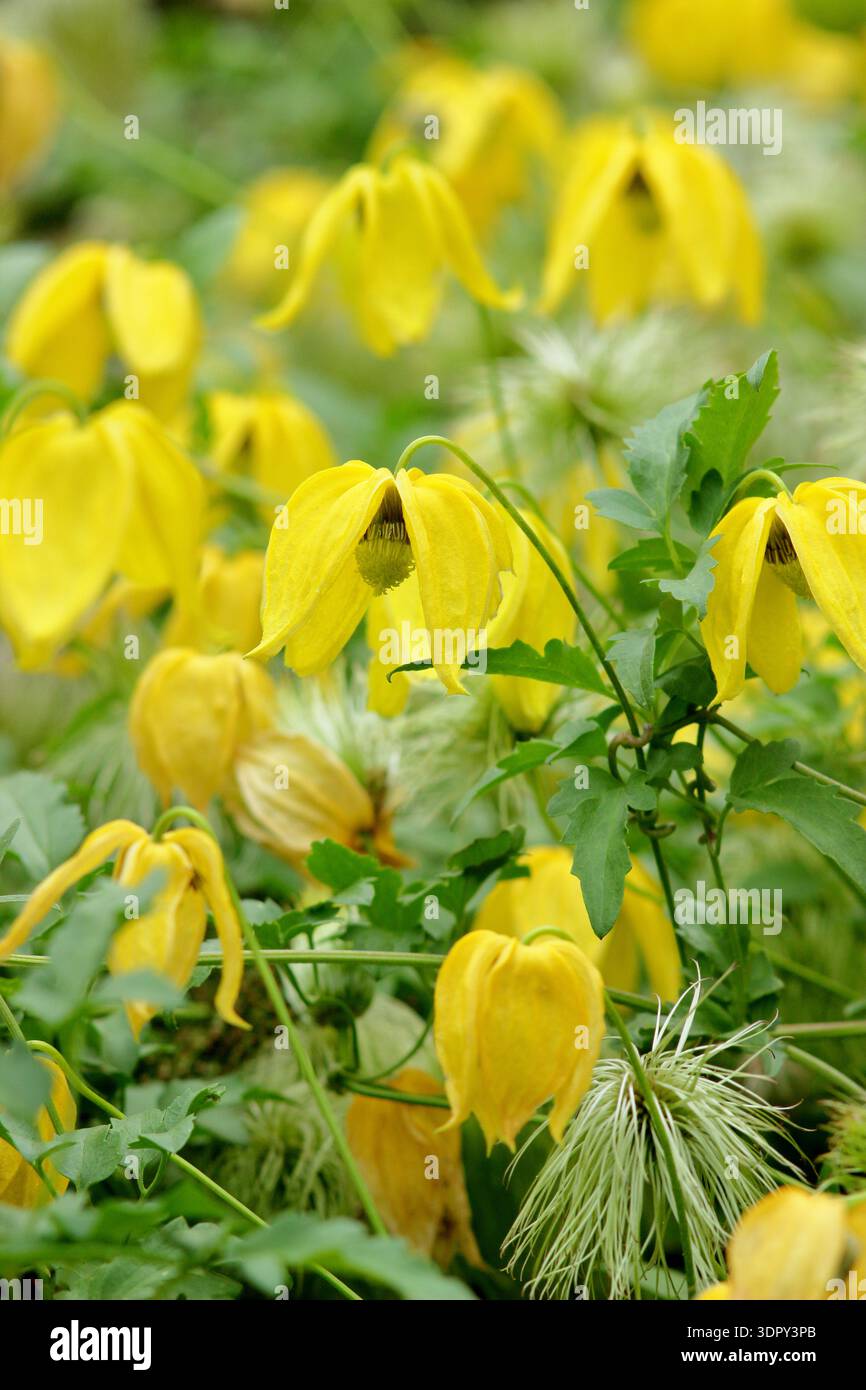 Clematis. Clematis tangutica 'Bill MacKenzie'. Aussi appelé Clematis orientalis 'Bill MacKenzie'. Grimpeur vigoureux, hochant la tête des fleurs jaunes en été au Royaume-Uni Banque D'Images