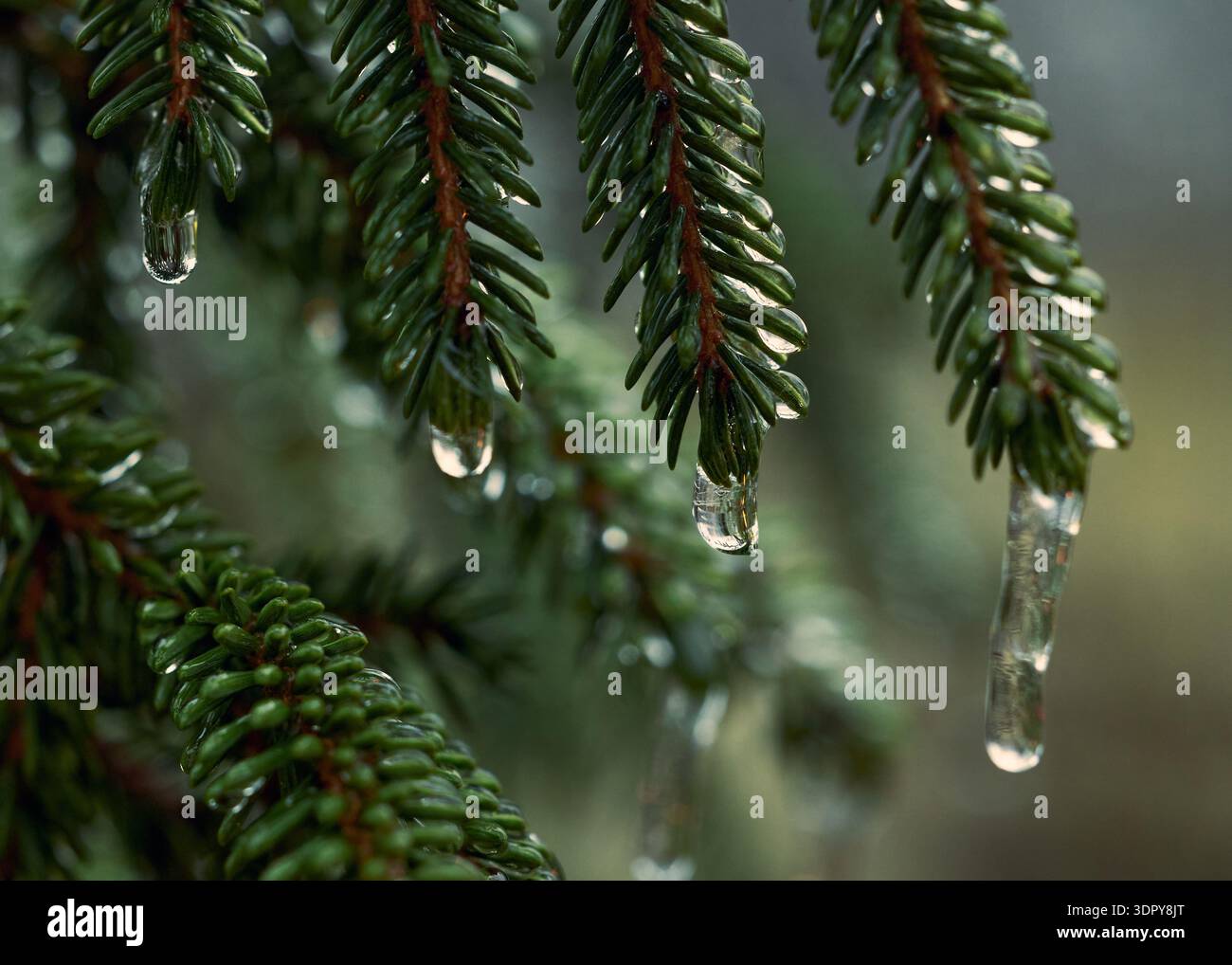Formations de glace cristalline sur Pine Branch Macro Banque D'Images