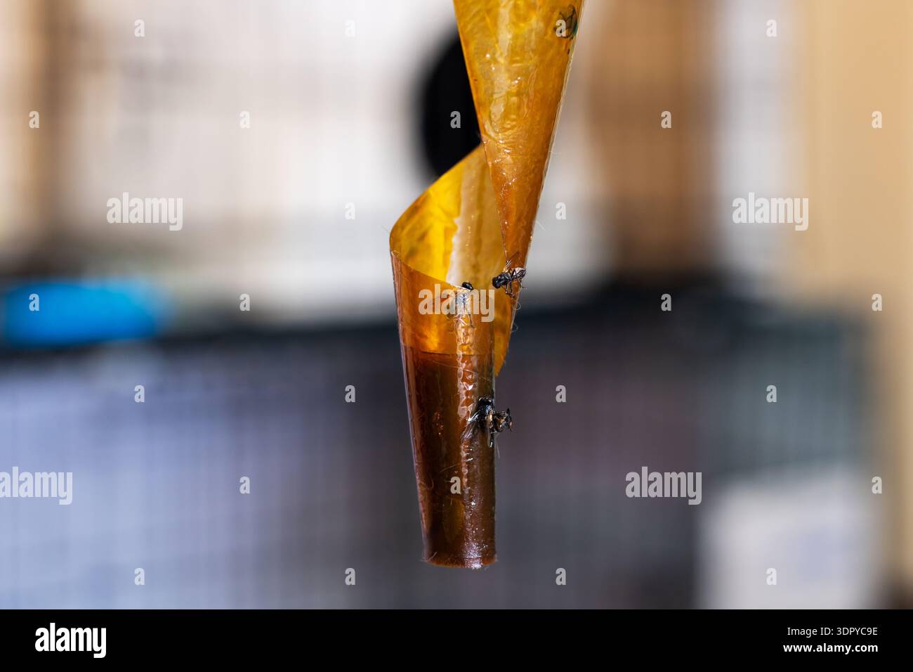 Gros plan gouttelette de sève ambre sur le bord de la feuille jaune, scène d'inspection d'échantillon botaniste, résine collante attrapant la lumière, minuscule Banque D'Images