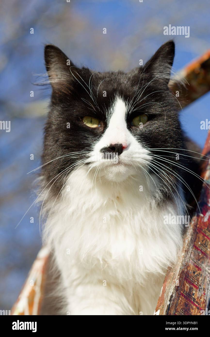 Un chat noir et blanc à poils longs avec une tache noire sur son nez. Une tache de noir entourée de fourrure blanche. Banque D'Images