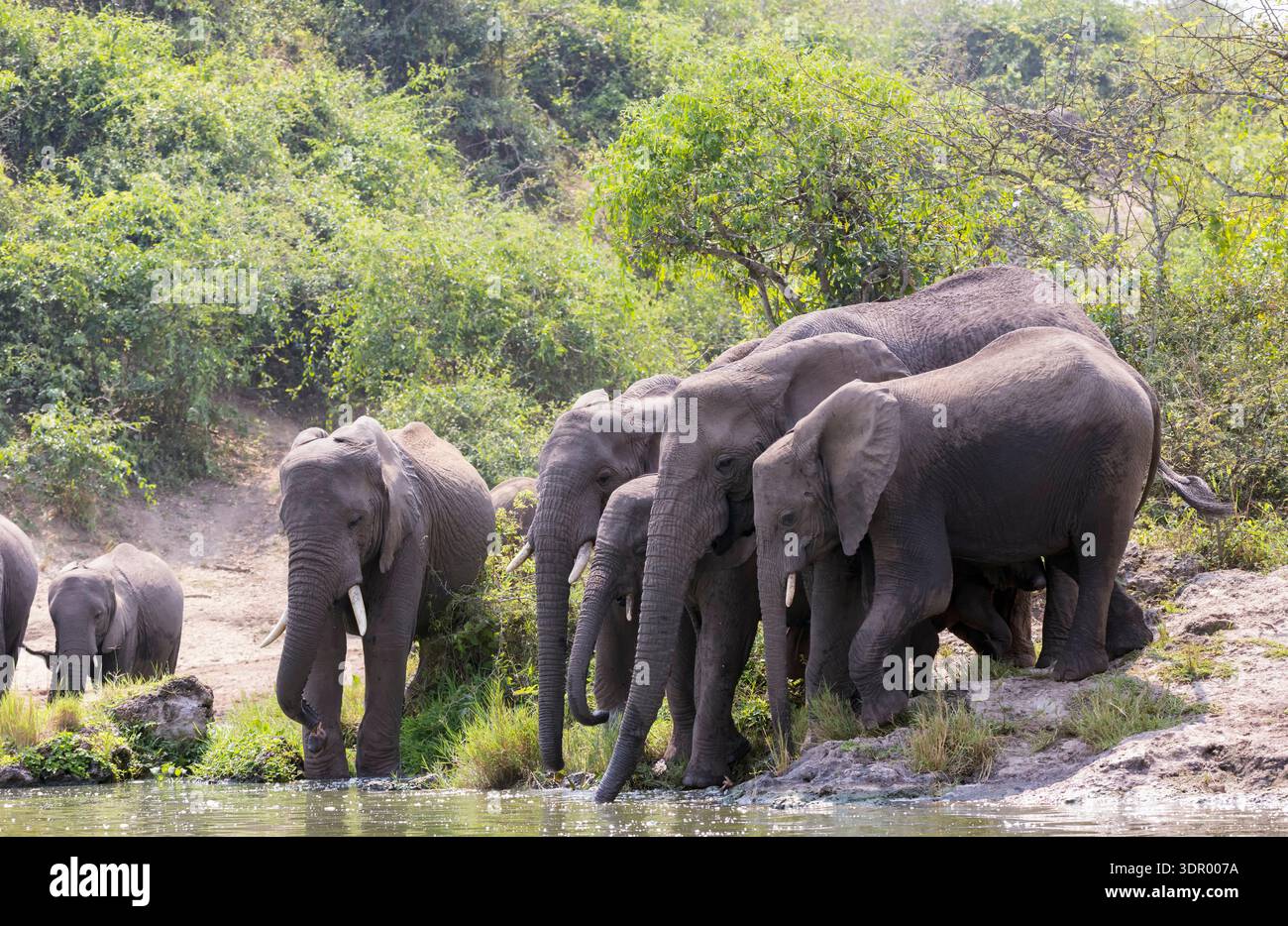 Un groupe de familles d'éléphants va au bord de l'eau pour boire un verre - des éléphants d'Afrique debout près du lac dans le parc national d'Etosha, en Namibie Banque D'Images