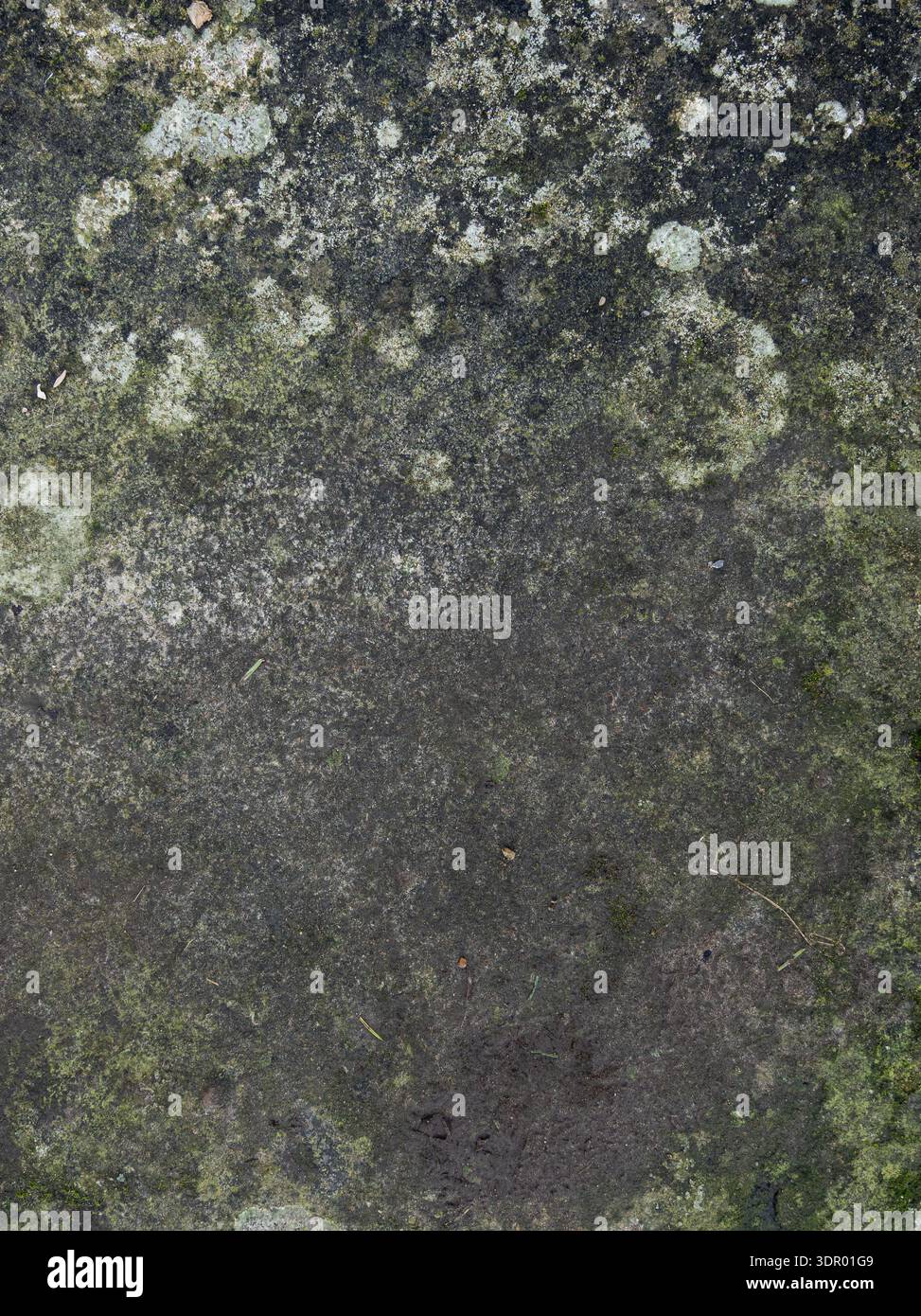 Vue texturée proche de la pierre adoucie par la croissance pâle de lichen, idéal comme fond organique. Banque D'Images