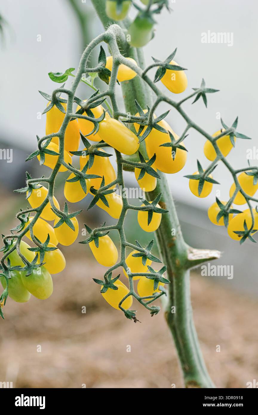 Grappe lumineuse de tomates cerises jaunes mûres suspendues sur des branches de vigne vertes dans un cadre de serre. Banque D'Images