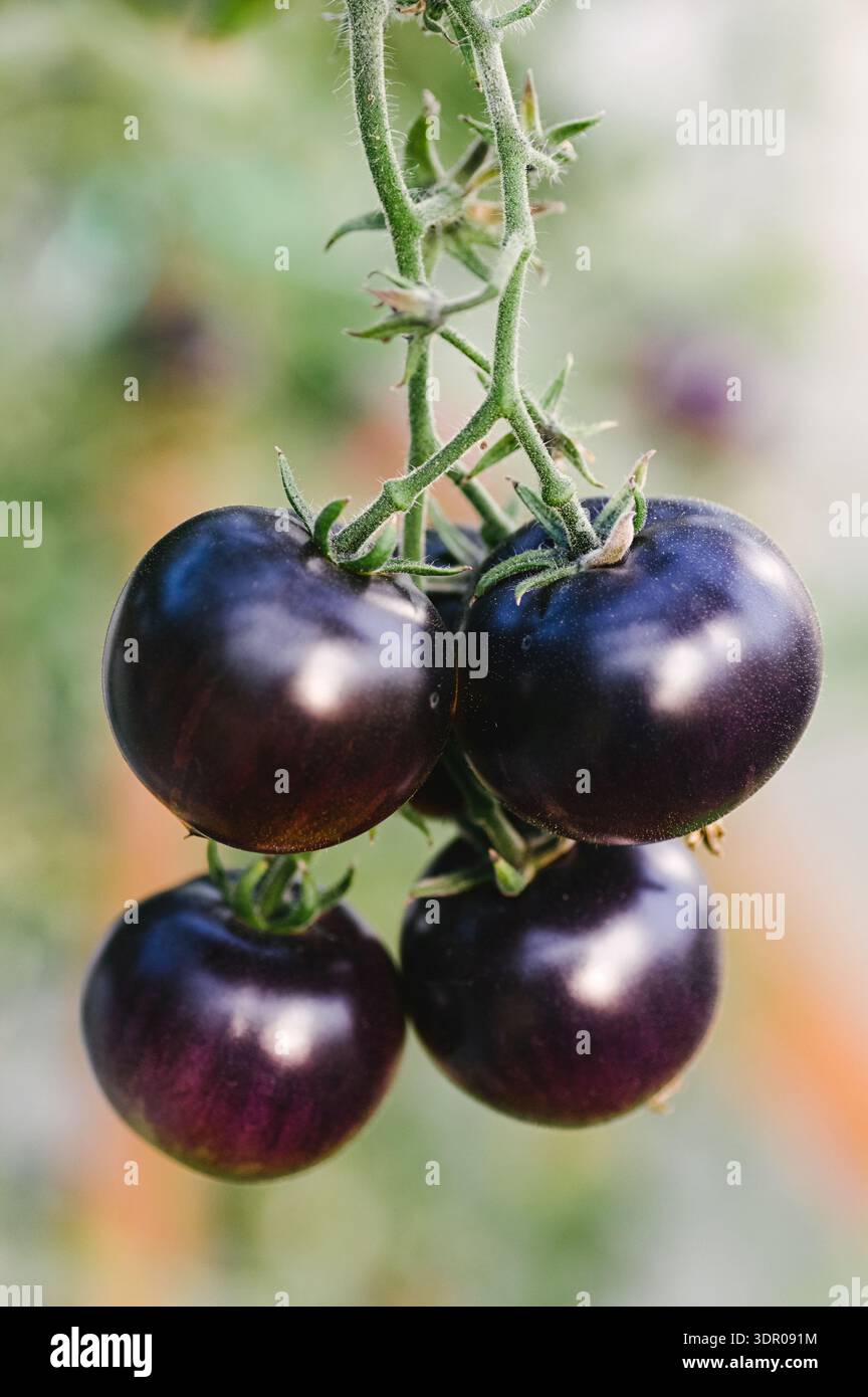 gros plan sur la maturation de la tomate noire sur la vigne dans un jardin. concept de culture végétale biologique avec mise au point sélective et fond bokeh doux. Banque D'Images