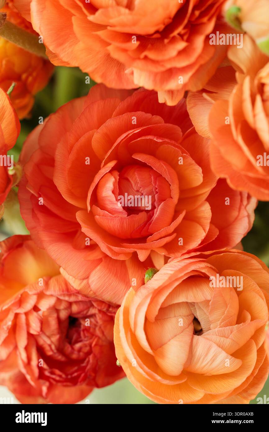 Un gros plan extrême des fleurs de ranoncule orange (Ranunculus asiaticus), en se concentrant sur les pétales en couches ressemblant à des roses qui créent une texture florale riche Banque D'Images