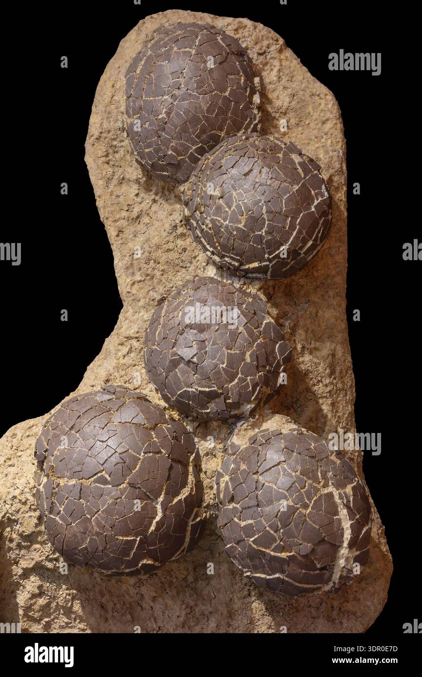Oeufs de nid de dinosaures, Cairanoolithus dughii, Meze Hérault, France, Crétacé 82 MYO (oeufs de 10-12' de diamètre) brillamment conservés oeufs d'un titan Banque D'Images