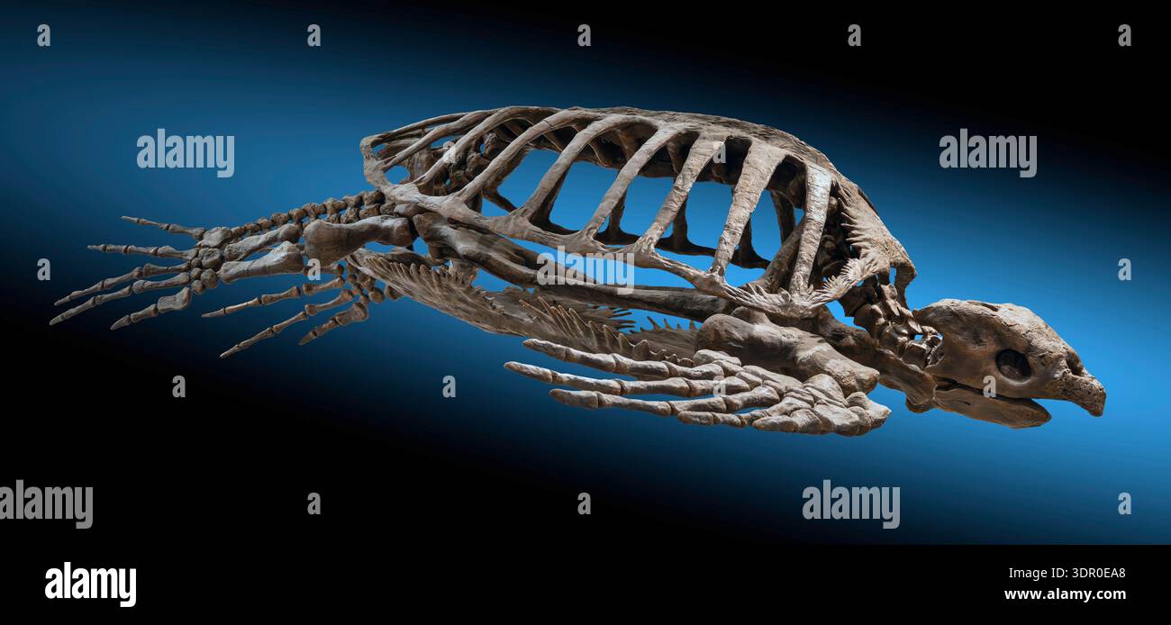 Fossile Archelon, tortue marine géante du Crétacé supérieur Banque D'Images