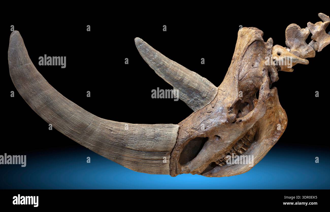 Crâne de rhinocéros laineux, Coelodonta antiquitatis, Pléistocène Banque D'Images