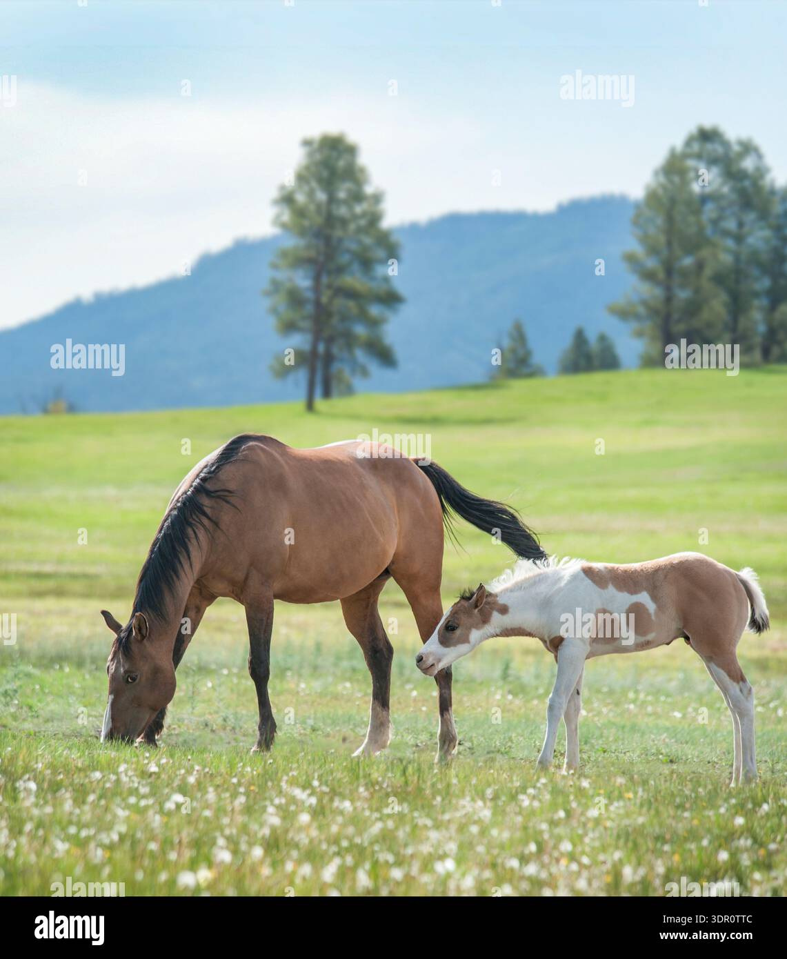 Jument Quarter Horse femelle adulte avec poulain de peinture dans la prairie alpine Banque D'Images