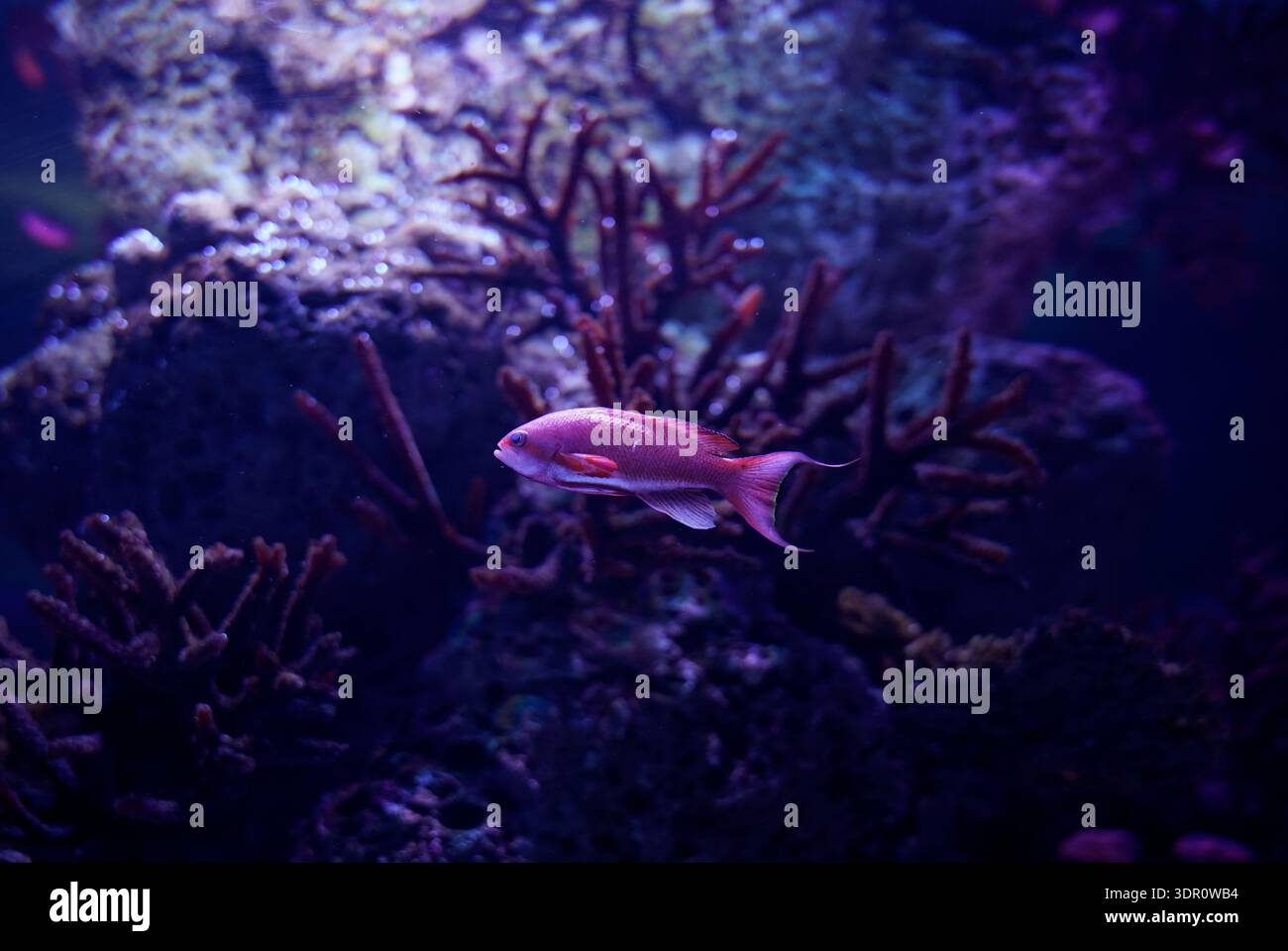 Poissons de récif rose nageant parmi les coraux dans l'aquarium Banque D'Images