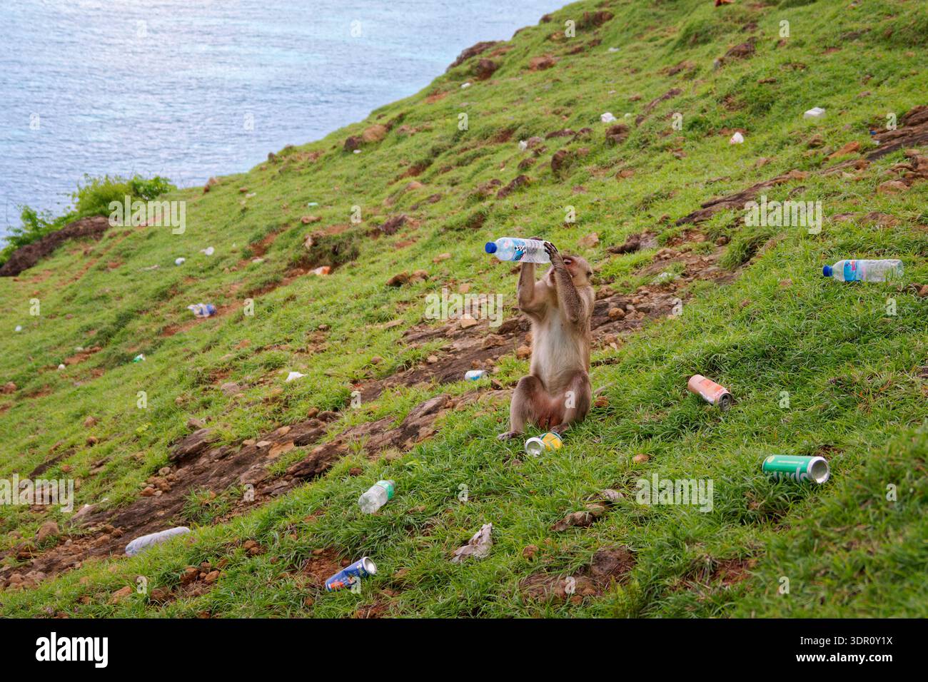 Macaque à longue queue (Macaca fascicularis) boissons provenant de bouteilles en plastique jetées au milieu de la litière sur Lombok, Indonésie — impact du tourisme, pollution plastique, w Banque D'Images