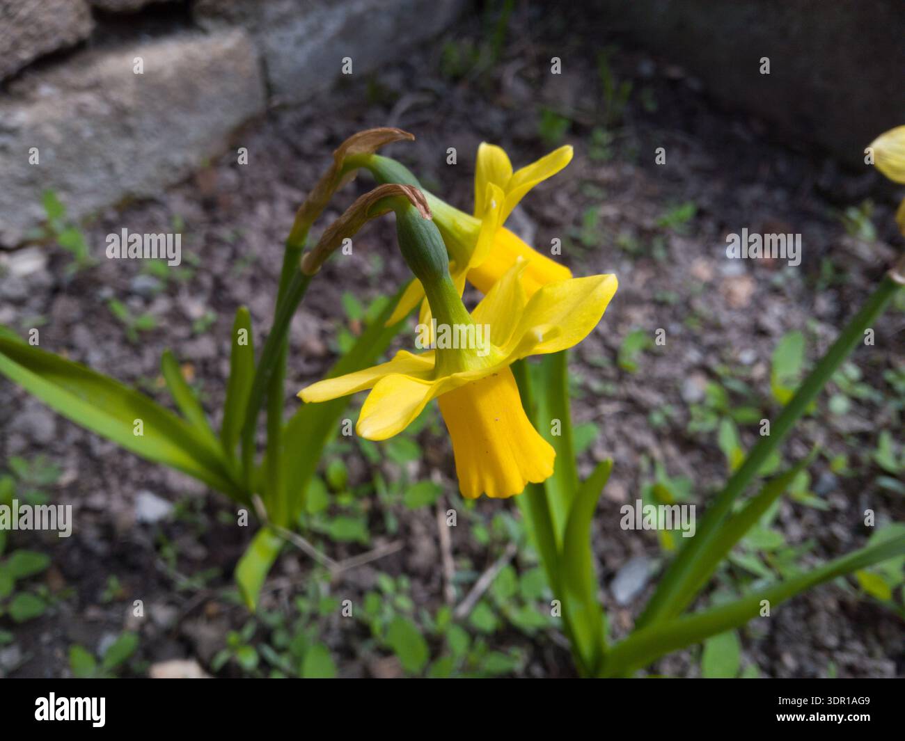 Gros plan de jonquille jaune « TETE-à-TETE » (Narcisse) fleurissant dans un jardin printanier. Banque D'Images