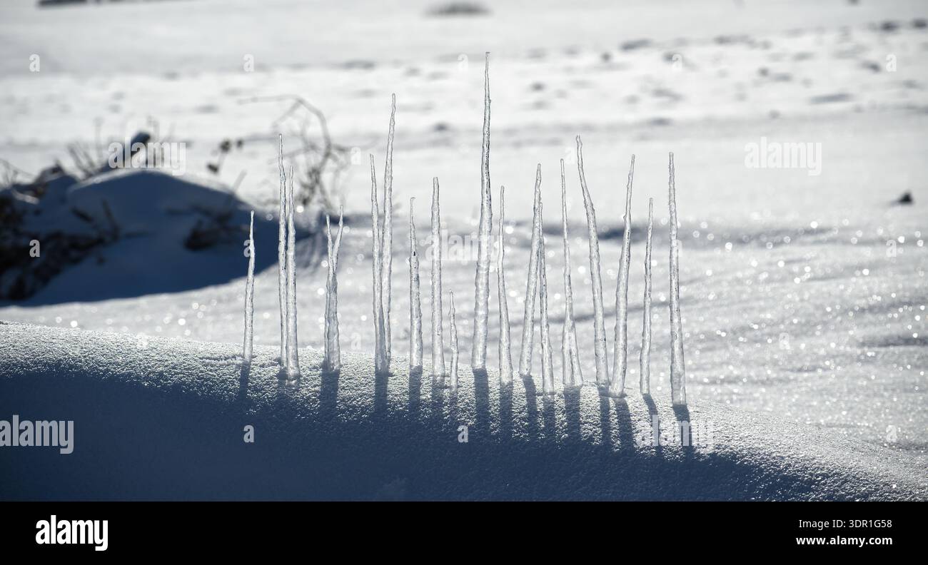 Une rangée de glaçons minces s'élève d'un banc de neige, projetant de longues ombres dramatiques sur la neige ensoleillée scintillante et créant une scène hivernale calme et nette Banque D'Images