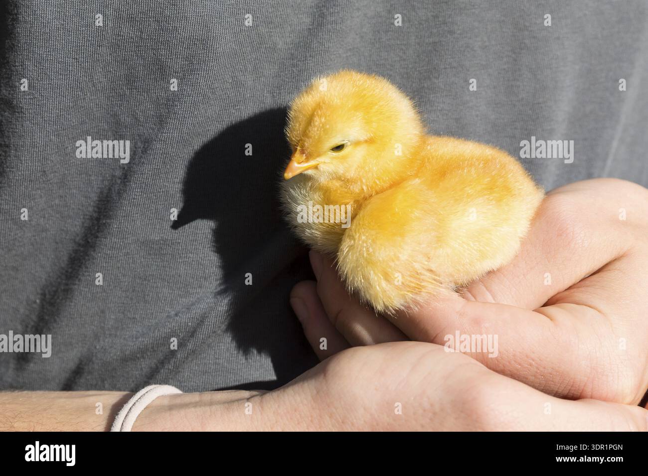Un poulet jaune (Gallus gallus domesticus) dans la main Banque D'Images