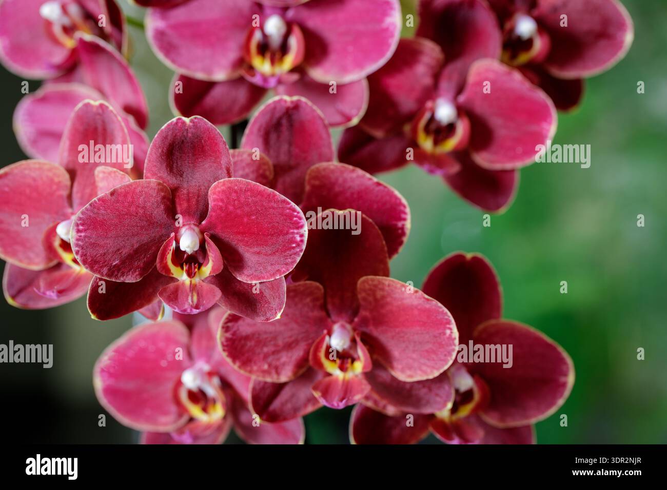 Orchidée fleurie rouge foncé luxuriant phalaenopsis avec structure de velours de pétales sur fond vert flou. Fleurs intérieures. Banque D'Images