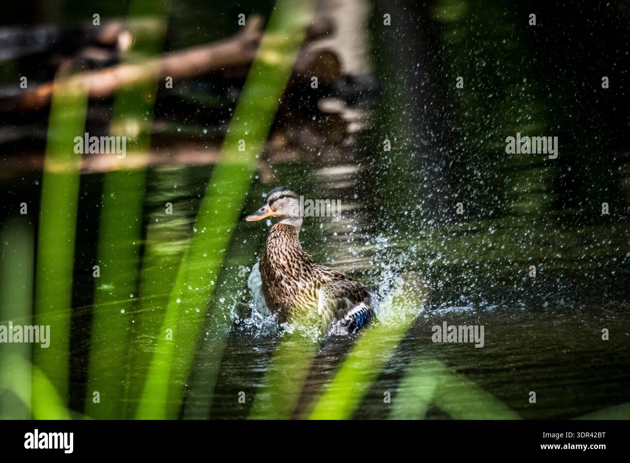 Canard colvert sauvage, Anas platyrhynchos capturé dans un moment dynamique, battant ses ailes et créant un arc dramatique d'éclaboussures d'eau tout en se baignant Banque D'Images