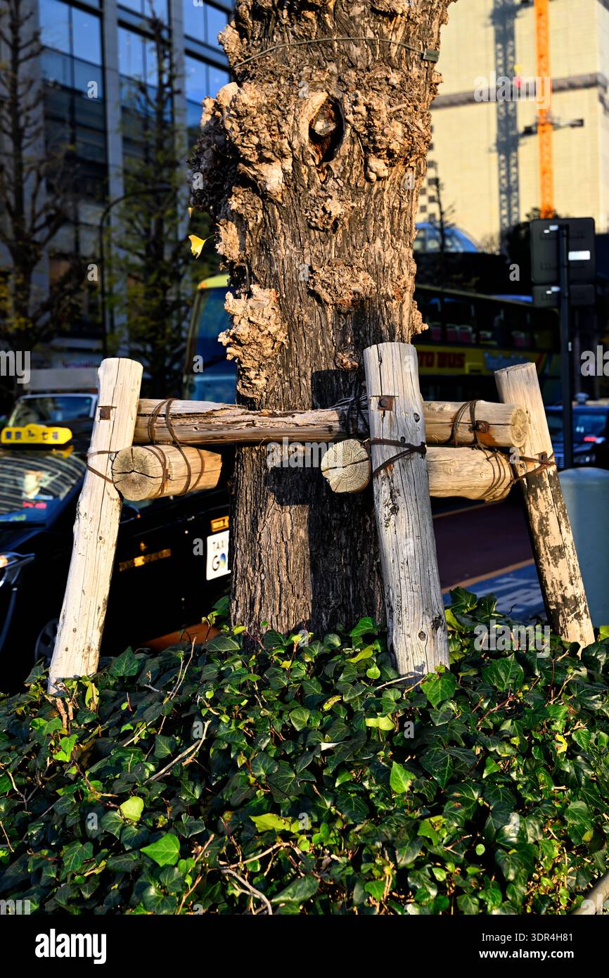 Tree soutient Tokyo Japon Banque D'Images