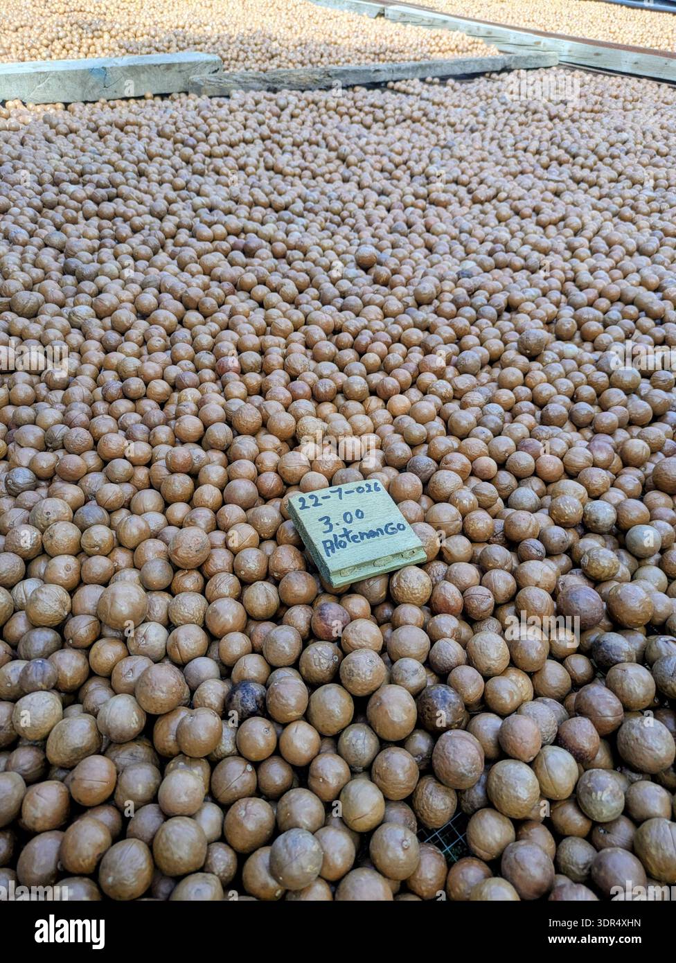 noix de macadamia séchant au soleil guatemala Banque D'Images